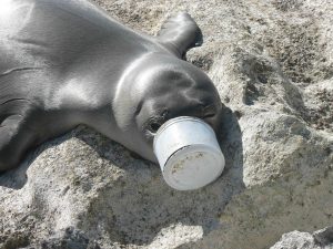 Marine animals are harmed by pollution and debris