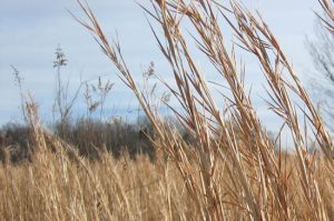 The Tallgrass species can be found in the plains of Kansas