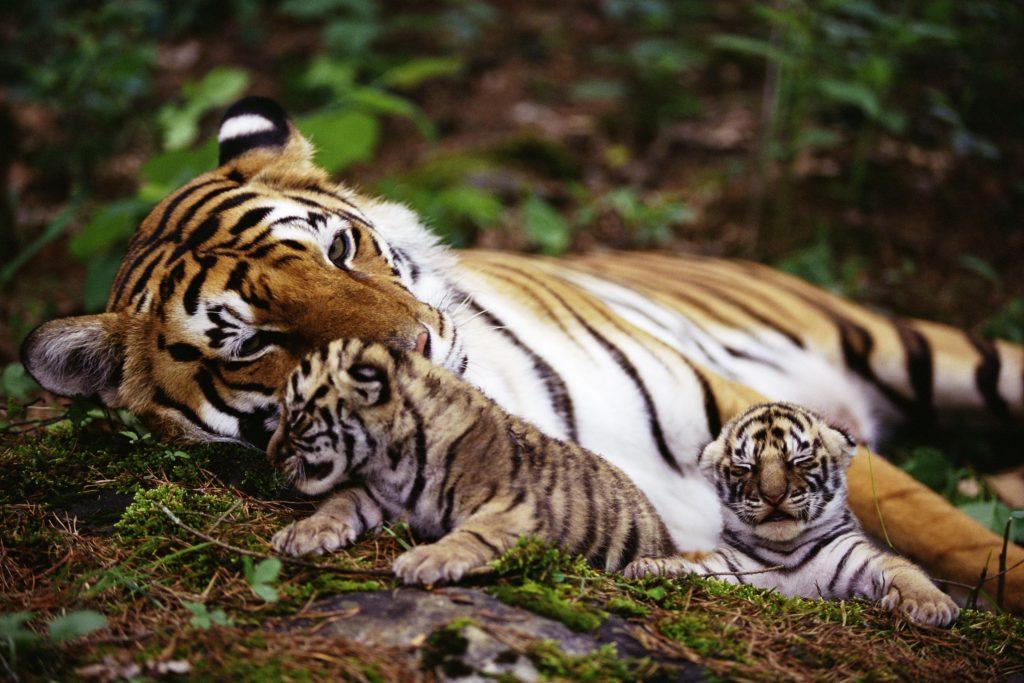 India+becomes+one+of+world%E2%80%99s+largest+tiger+habitats