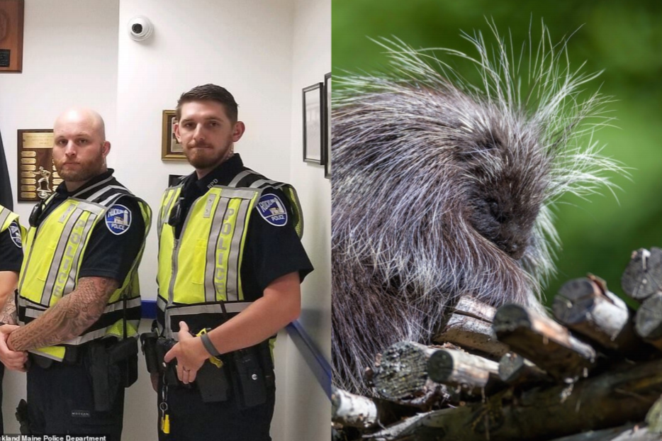 Porcupines show the misplaced values of the American justice system
