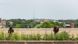 The club is dedicated to creating more biodiversity on campus. (UMKC)