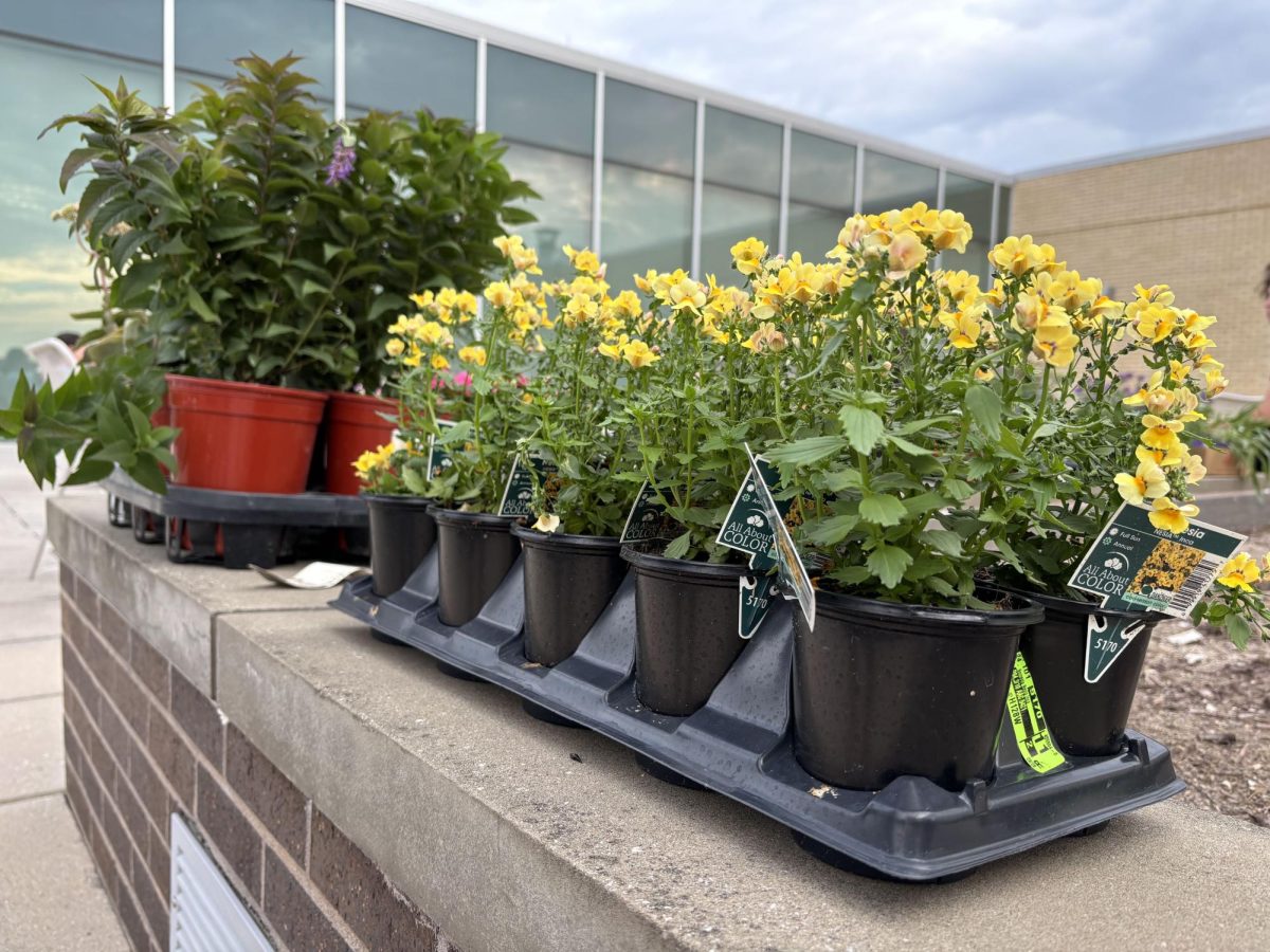 Plants that were potted at the welcome-back event. 