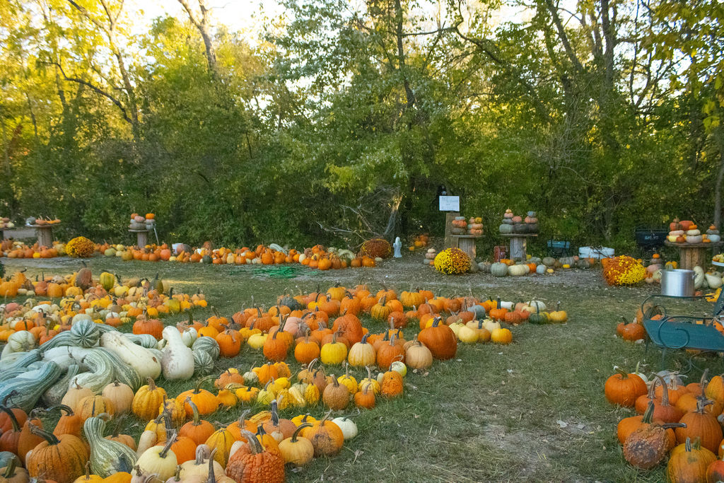 An assortment of pumpkins. 