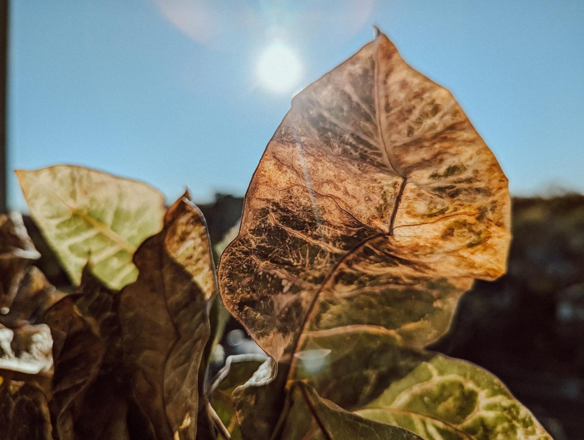 Fall leaves drop from a tree outside Atterbury Student Success Center.