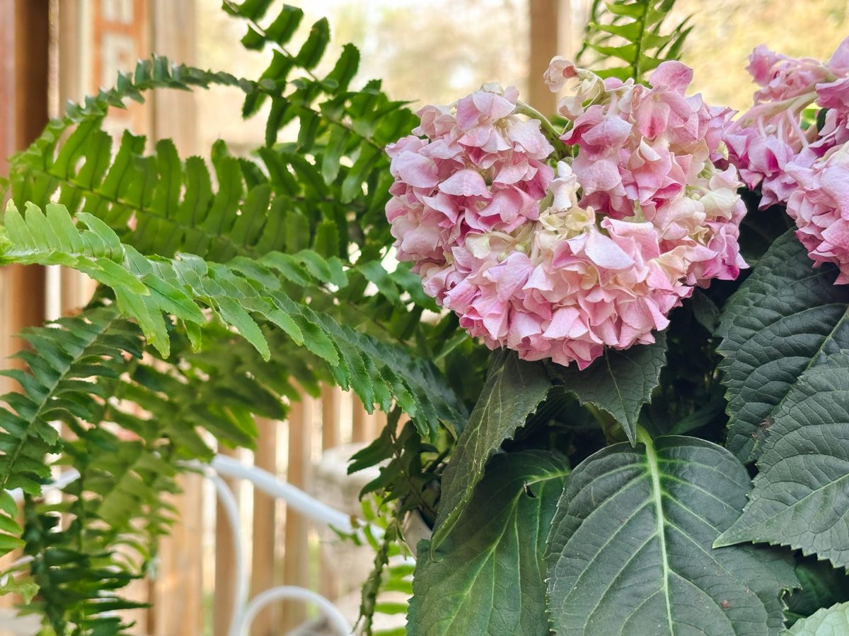 Bright pink hydrangeas with ferns sprouting from behind.